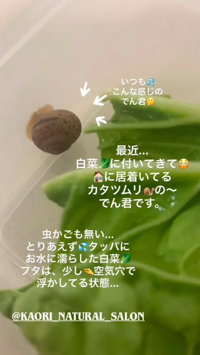 カタツムリ🐌のでん君です✨✨