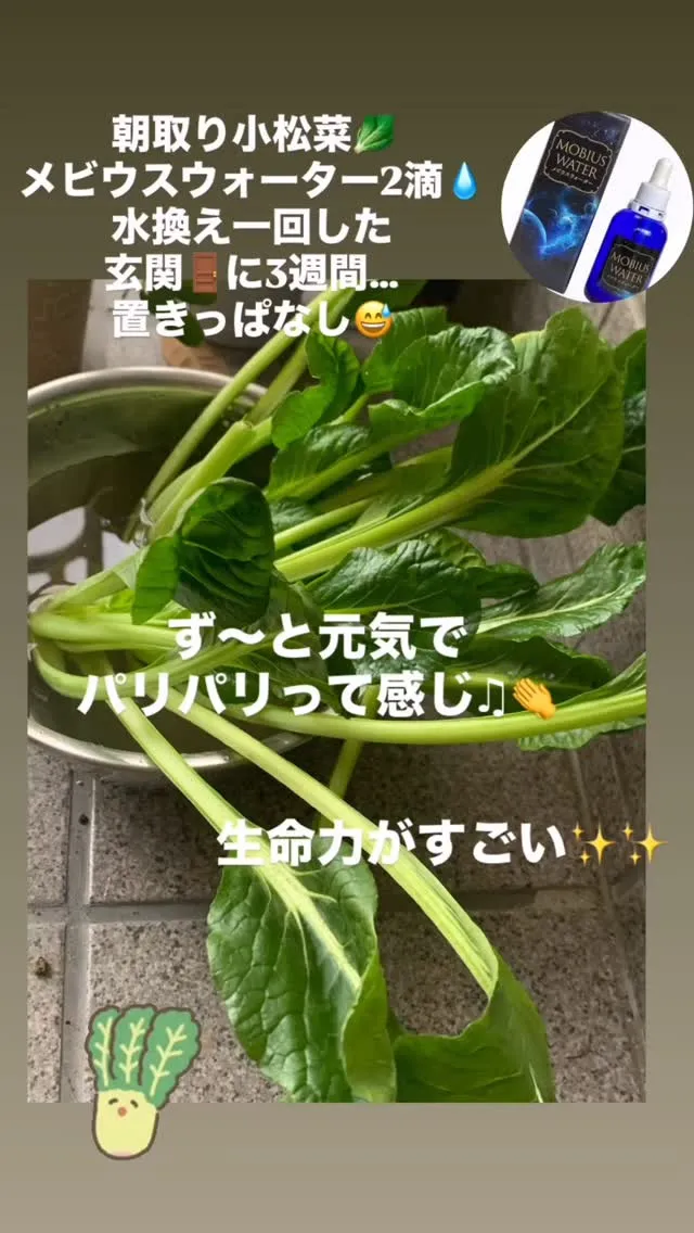 せっかく貰った朝取りの野菜🥬