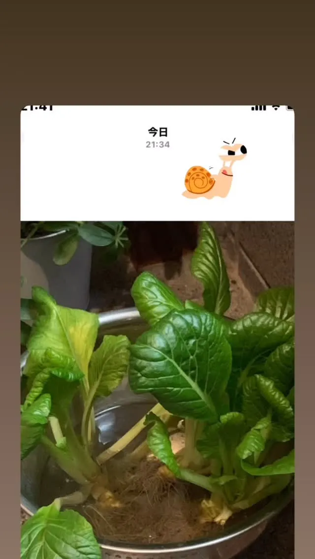 友達の手作り白菜🥬についてきた😅